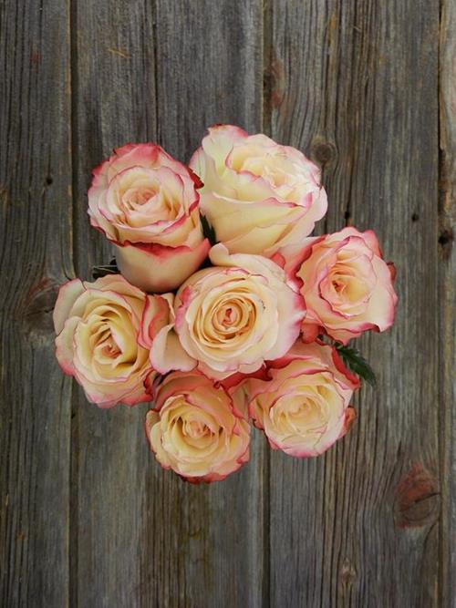 SWEETNESS  BICOLOR WHITE/PINK ROSES